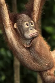 Orangutan (Pongo pygmaeus), young