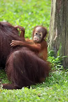 Orangutan (Pongo pygmaeus), young animal on the mother's back