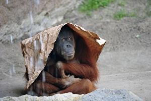 Orangutan (Pongo), sits on the floor with paper bag over his head