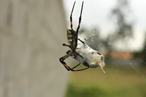 An Orb Weaver Spider wrapping a bee in its silk web in a field in Cotacachi