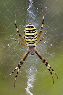 Orb-weaving Spider (Argiope bruennichi), Burgenland, Austria, Europe
