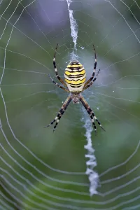 Orb-web spider (Argiope bruennichi) in its web, Limbach, Burgenland, Austria, Europe