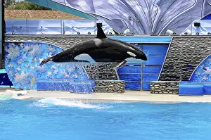 Orca (Orcinus orca), dynamically jumping out of the water during a show