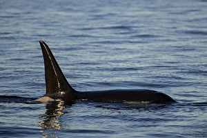 Orca (Orcinus orca), Kaldfjorden
