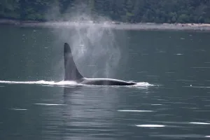 Orca whale blowing steam in the air