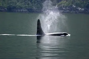 Orca whale blowing steam in the air