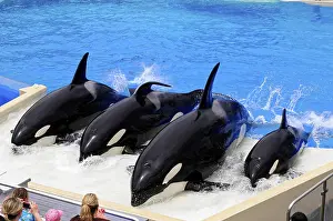 Orcas (Orcinus orca), standing side by side at the edge of a water attraction and spectators watching the scene