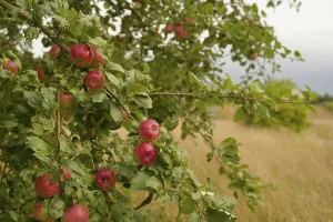 Orchard meadow in Rauhenbretzingen