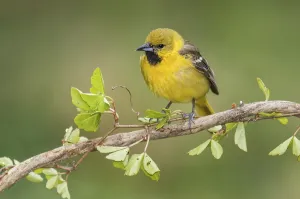Orchard Oriole (Icterus spurius) juvenile perched on a branch