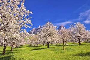 Orchard in spring, blossoming wild cherry (Prunus avium)