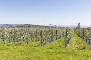 Orchards in bloom near Borthen in spring