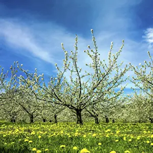 Orcherd of apple tress, Puy de dome department