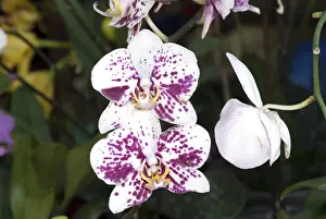 Orchid, Bangalore, Karnataka, India