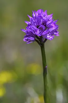 Orchid, Campo Imperatore, Castel del Monte