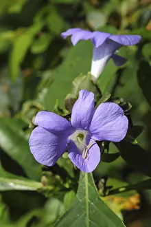 Orchid flower, bastar, chhattisgarh, india, asia