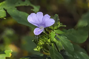 Orchid flower, bastar, chhattisgarh, india, asia