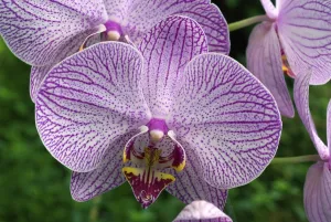 Orchid flower, Kerala, India