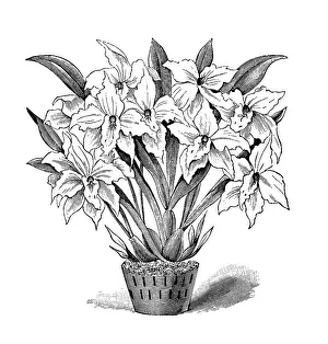 Orchid, historical illustration