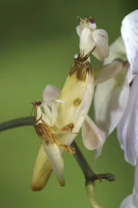 Orchid Mantis (Hymenopus coronatus)
