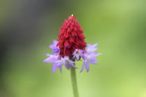 Orchid primrose (Primula vialii)
