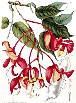 Orchid tree, Pride of Burma, toha tree (Amherstia nobilis)