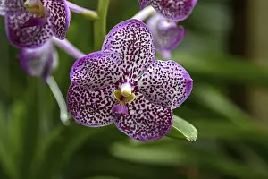 Category Buddhism Prints: Orchid in Uncle Niyom's orchid garden
