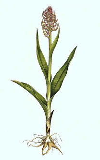 Orchis latifolia, western marsh orchid (Dactylorhiza majalis)