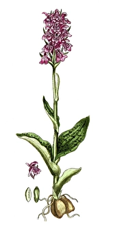 Orchis morio, Green-winged orchid
