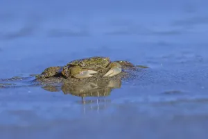 Oregon Shore Crab (Hemigrapsus oregonensis) burrowing in wet sand