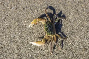 Oregon Shore Crab (Hemigrapsus oregonensis) on a sandy beach