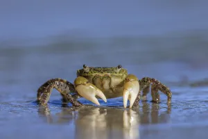 Oregon Shore Crab (Hemigrapsus oregonensis) walking across wet sand