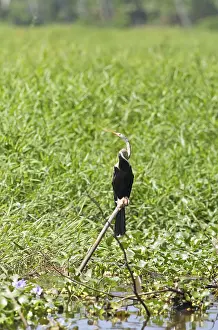Oriental Darter (Anhinga melanogaster)