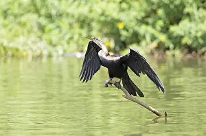 Oriental Darter or Indian Darter (Anhinga melanogaster) on a trunk with outstretched wings at the Mahaweli River