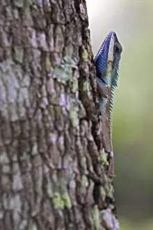 Oriental garden lizard (Calotes versicolor)