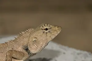 Oriental garden lizard (Calotes versicolor)