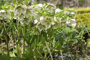 Oriental hellebore (Helleborus orientalis)