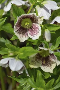 Oriental hellebore (Helleborus orientalis)
