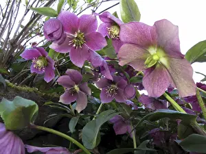 Oriental hellebore (Helleborus orientalis)