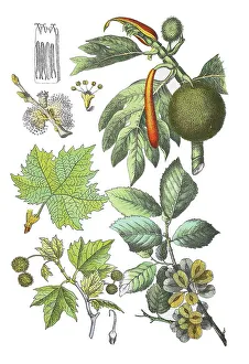 Oriental plane tree, Platanus orientalis (below and centre left)