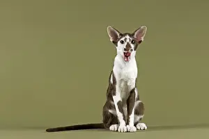 Oriental Shorthair cat