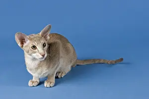Oriental Shorthair cat, Lilac Ticked Tabby
