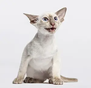 Oriental shorthair kitten