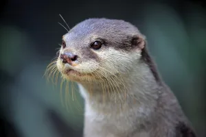 Oriental small clawed Otter, adult