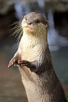 Oriental small-clawed otter (Amblonyx cinerea)