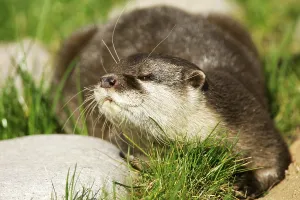 Oriental small-clawed otter (Amblonyx cinereus)