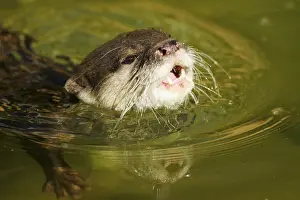 Oriental small-clawed otter (Amblonyx cinereus)