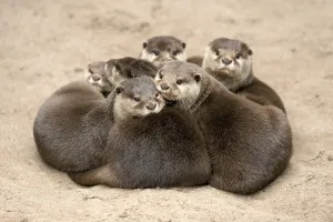 Oriental small clawed otter (Aonyx cinerea)
