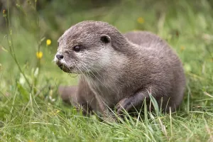 Oriental small clawed otter (Aonyx cinerea)