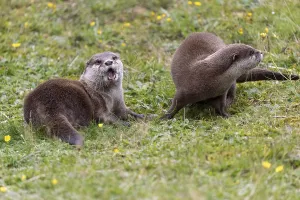 Oriental small clawed otter (Aonyx cinerea)