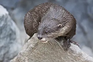 Oriental small-clawed otter (Aonyx cinerea)
